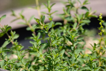 セイヨウオトギリソウ　Hypericum perforatum 別名：セントジョーンズワート　民間薬