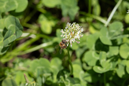 生物多様性のイメージ（日本、東京で撮影）（クローバーの花とミツバチ）
