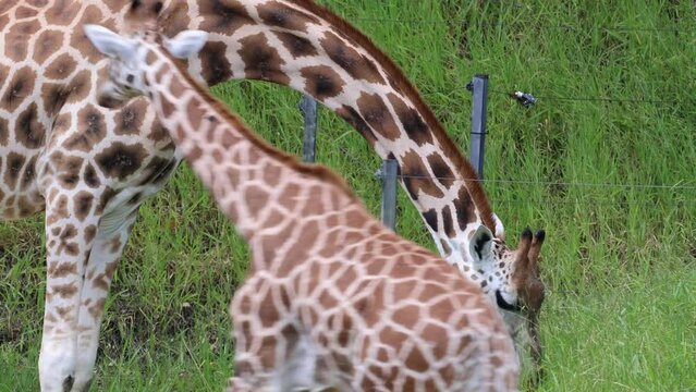 Close-up footage of a giraffe peacefully eating grass.