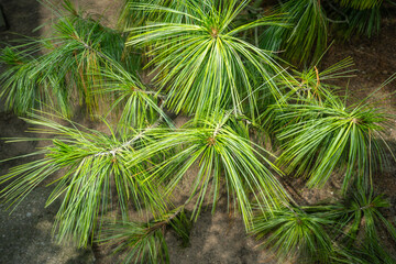 Bhutan pine