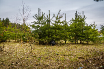 Fototapeta na wymiar Wastes in the forest