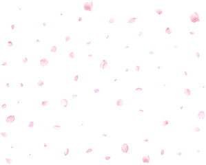 Pink sakura petals.