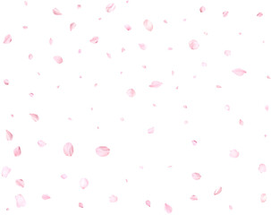 Pink cherry petals.