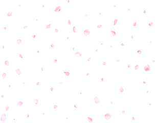 Fototapeta na wymiar Pink cherry petals.