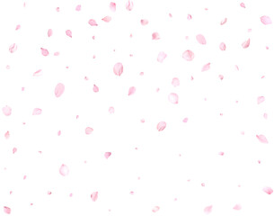 Pink cherry petals.