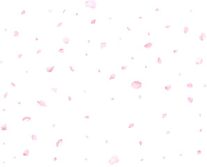 Pink cherry petals.
