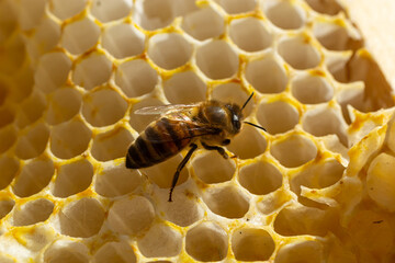 Beautiful honeycomb with bees close-up. A swarm of bees crawls through the combs collecting honey....