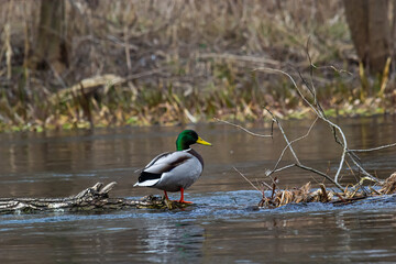 Obraz premium Mallard duck swimming on a pond picture with reflection in water. One mallard duck quacking on a lake