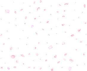 Beautiful sakura petals.