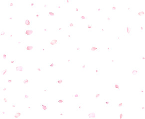 Beautiful sakura petals.