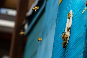 Group of bees near a beehive, in flight. Wooden beehive and bees. Bees fly out and fly into the...