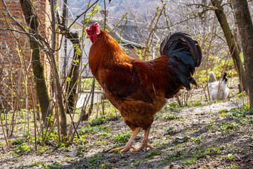 Beautiful Rooster,Rooster bantam colorful standing on the green lawn