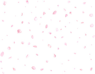 Beautiful sakura petals. © writerfantast