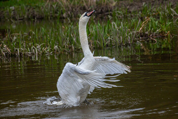 The mute swan Cygnus olor on the water of a small river. A beautiful white bird
