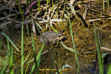 Frog Rana ridibunda pelophylax ridibundus sits on stones on the shore of garden pond. Blurred background. Selective focus. Spring landscaped garden. Natural habitat. Nature concept for design