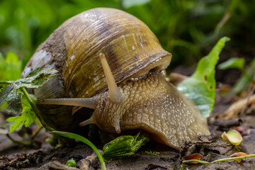 Helix pomatia also Roman snail, Burgundy snail, edible snail or escargot, is a species of large, edible, air-breathing land snail, a terrestrial pulmonate gastropod mollusk in the family Helicidae