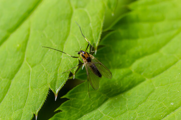 species of pest fly from the family Chloropidae. It is also known as the chloropid gout fly or...