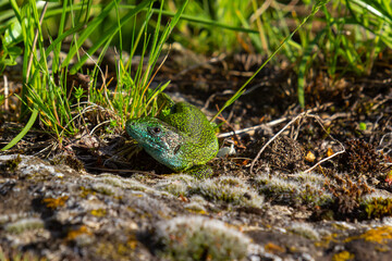 European green lizard Lacerta viridis emerging from the grass exposing its beautiful colors