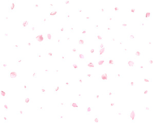 Beautiful cherry petals.