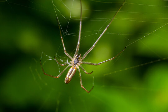 Tetragnatha extensa is a species of spider - perfect macro details