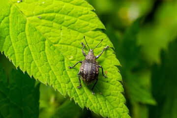 Macro of a Snout Beetle resting on a leaf