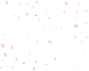 Beautiful cherry petals.