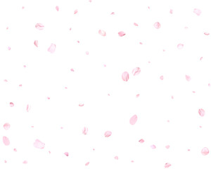 Beautiful cherry petals.