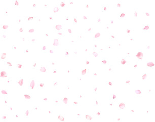 Beautiful cherry petals.