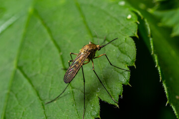 macro normal female mosquito isolated on green leaf