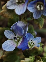 blue and white flower