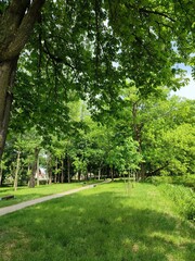path in the park
