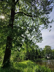 Fototapeta premium tree in the park