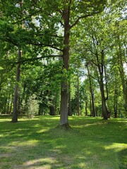 trees in the park