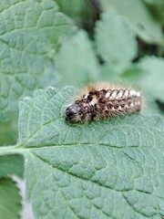 caterpillar on a leaf