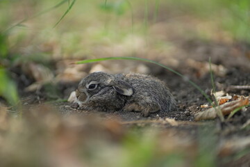 Rabbit brown kit seating in grass