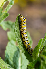 Mullein Cucullia verbasci Caterpillars feeding on garden flower leaves