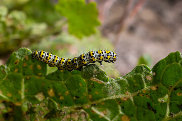 Mullein Cucullia verbasci Caterpillars feeding on garden flower leaves