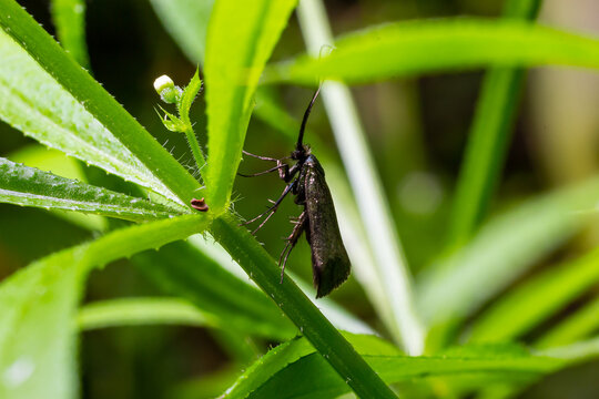 The Adelidae or fairy longhorn moths