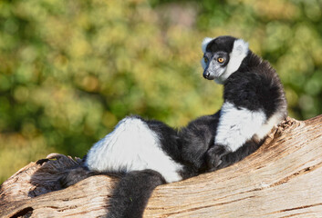 Endemic Black-and-white ruffed lemur