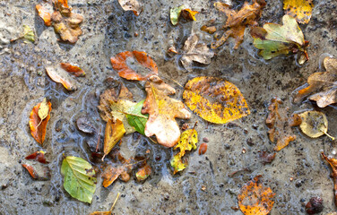 Wet autumn leaves on ground, nature background