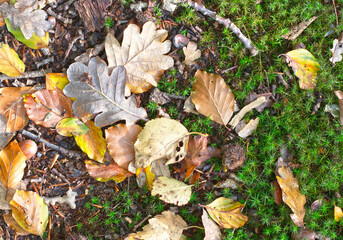 Wet autumn leaves on ground, nature background