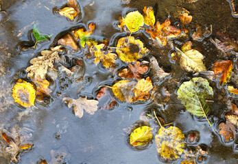 Wet autumn leaves on ground, nature background