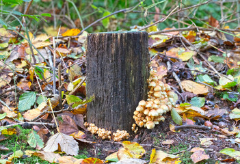 Group of brown mushrooms in a forest at autumn