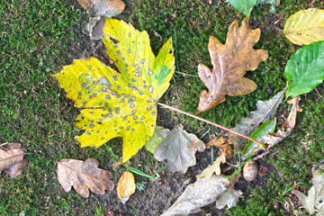 Wet autumn leaves on ground, nature background