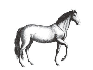 Fototapeta premium Horse. Doodle sketch. Vintage vector illustration.