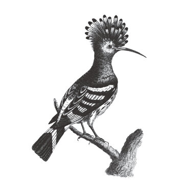 recommend clip art: Hoopoe. Doodle sketch. Vintage vector illustration.