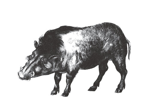 Giant forest hog (Hylochoerus meinertzhageni). Doodle sketch. Vintage vector illustration.