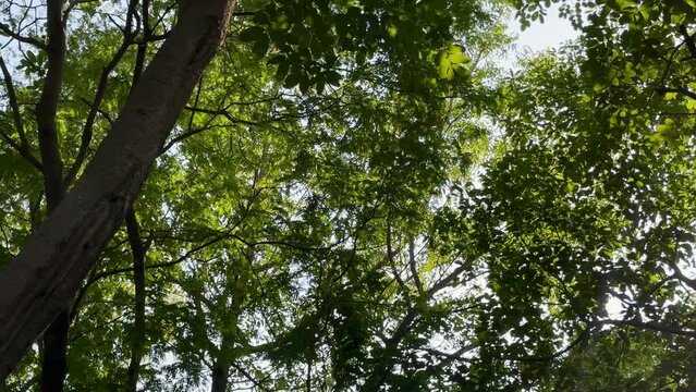 Trees in the forest in slow motion with a low-angle shot.