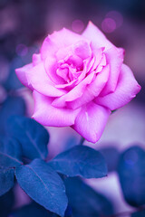 Lilac rose on a blue background.