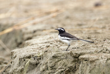 The white-browed wagtail or large pied wagtail is a medium-sized bird and is the largest member of the wagtail family.